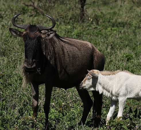 Serengeti