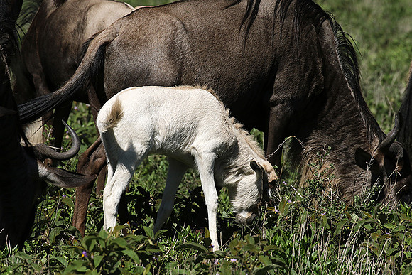 Serengeti