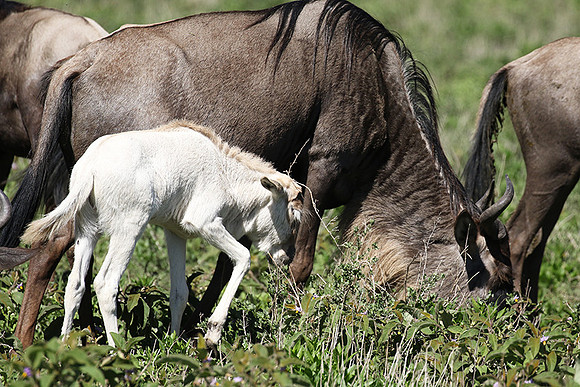 Serengeti