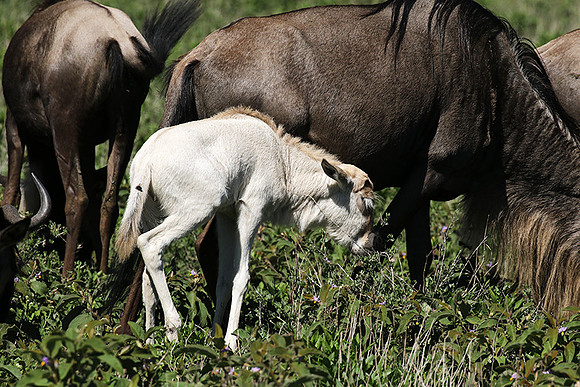 Serengeti