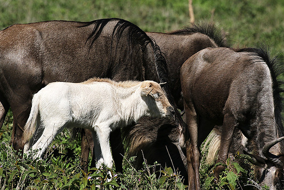 Serengeti