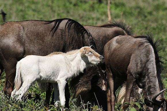 Serengeti