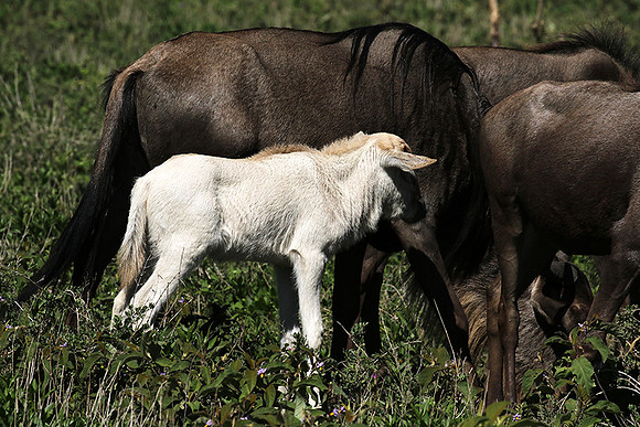 Serengeti