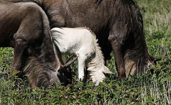 Serengeti