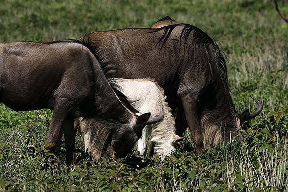 Serengeti