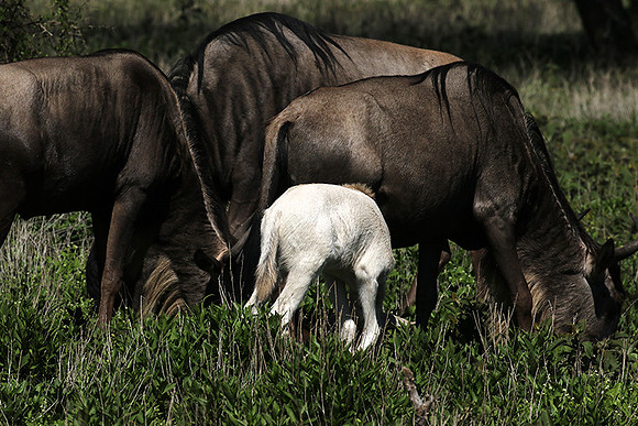 Serengeti