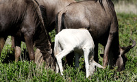 Serengeti
