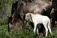 Serengeti