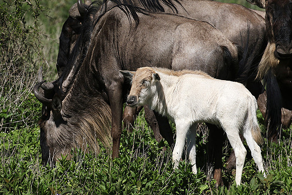 Serengeti