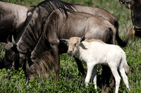 Serengeti