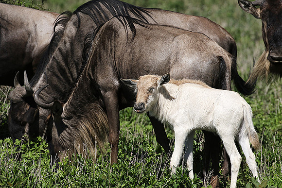 Serengeti