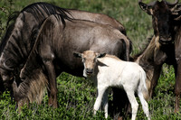 Serengeti