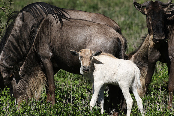 Serengeti