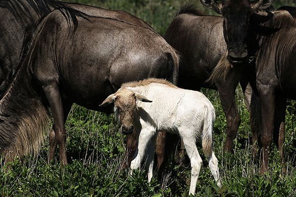 Serengeti