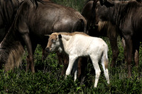 Serengeti
