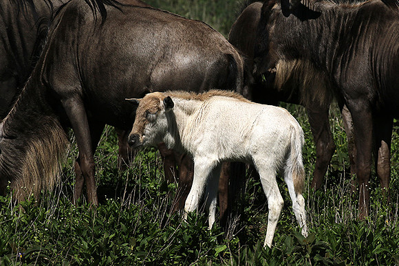 Serengeti