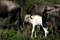Serengeti