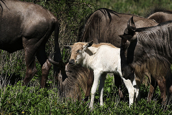Serengeti