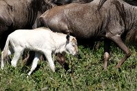 Serengeti