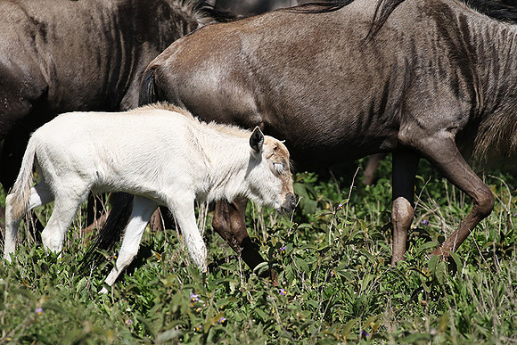 Serengeti
