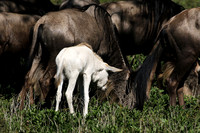 Serengeti