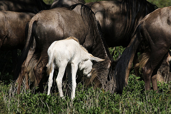 Serengeti