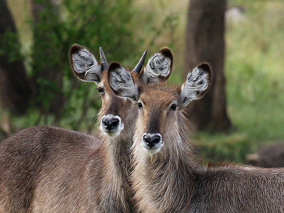 Tarangire NP