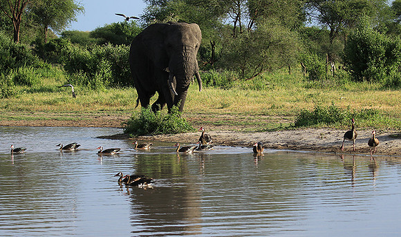 Tarangire