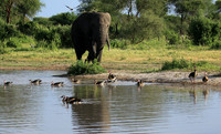 Tarangire