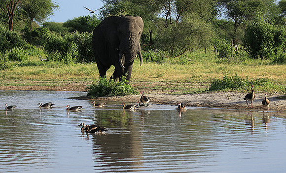 Tarangire
