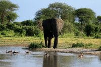 Tarangire