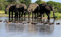 Tarangire