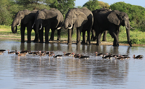 Tarangire