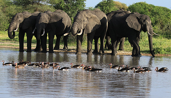 Tarangire