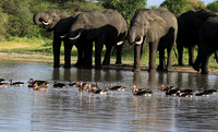 Tarangire