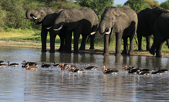 Tarangire