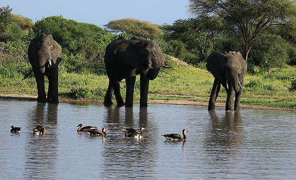 Tarangire