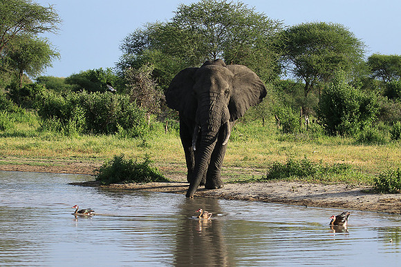 Tarangire