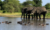 Tarangire