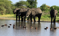 Tarangire