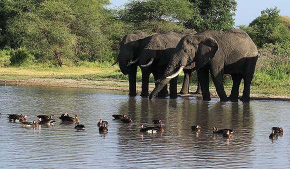 Tarangire