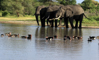 Tarangire