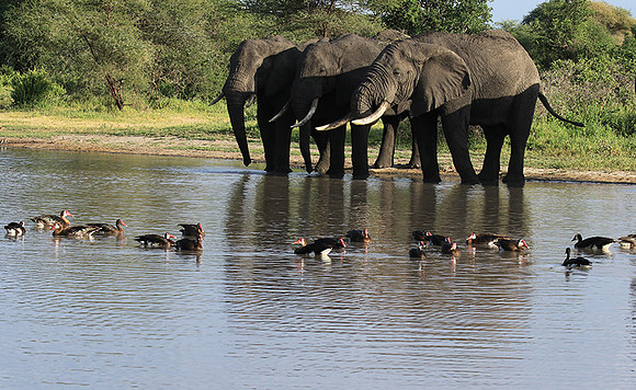 Tarangire