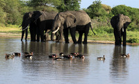 Tarangire