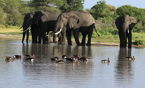 Tarangire