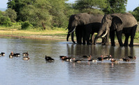 Tarangire