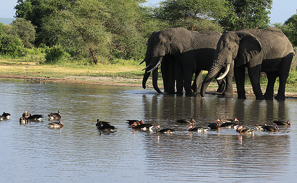 Tarangire