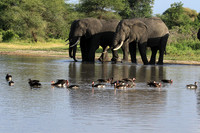 Tarangire