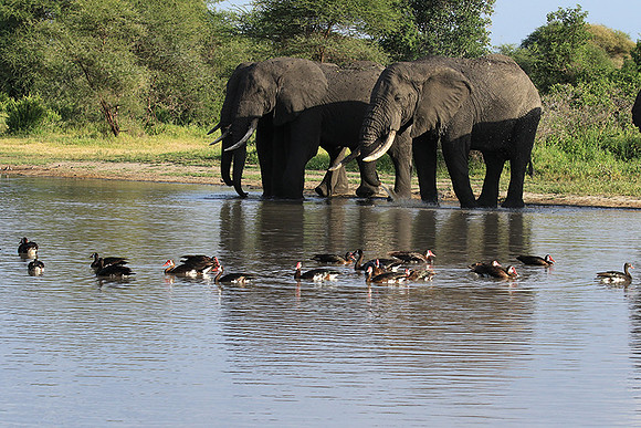 Tarangire