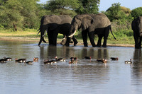 Tarangire